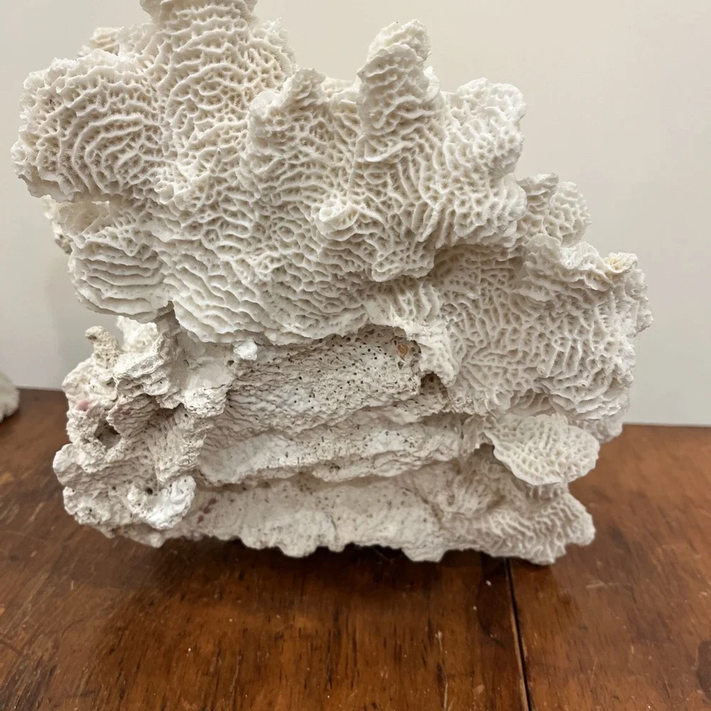 Huge Natural Lettuce Coral Skeleton Reef Specimen Coastal Shelf Decor 14x10.5x8